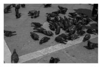 Les pigeons (Tirage d’art limité à 9 exemplaires)